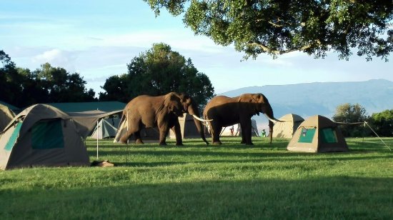Simba Campsite "A" Ngorongoro